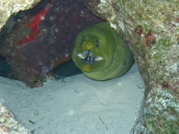 Diving in Cozumel